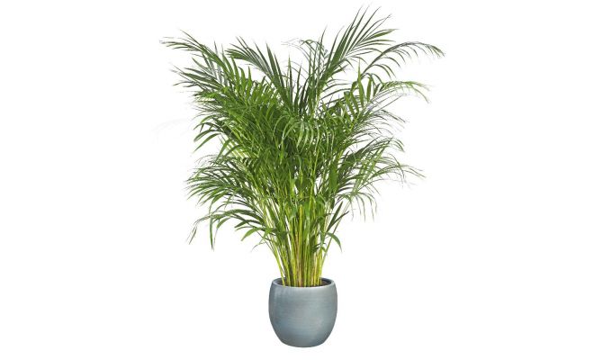 Areca Palm (Goudpalm), h 230 cm