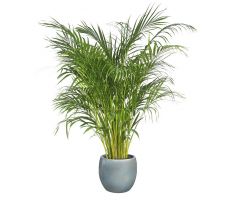 Areca Palm (Goudpalm), h 230 cm