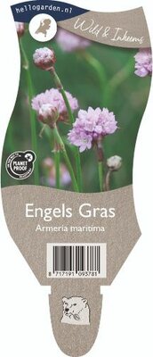 Armeria maritima P11