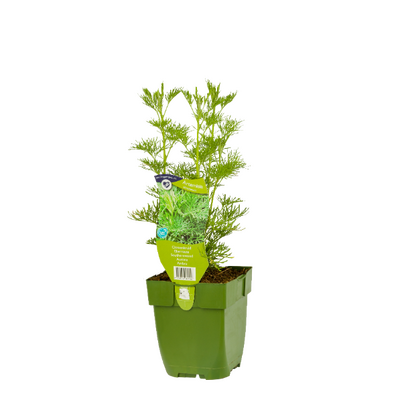 Artemisia abrotanum P11 - afbeelding 1
