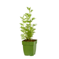 Artemisia abrotanum P11 - afbeelding 2