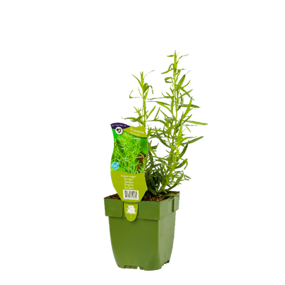 Artemisia dracunculus P11 - afbeelding 1