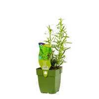 Artemisia dracunculus P11 - afbeelding 1