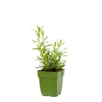 Artemisia dracunculus P11 - afbeelding 2
