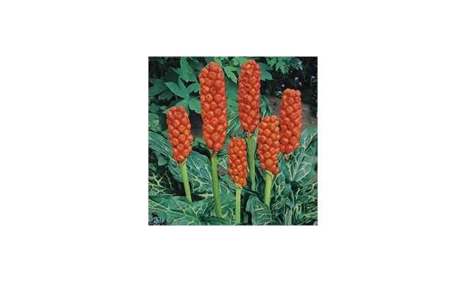 Arum italicum P9