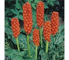 Arum italicum P9