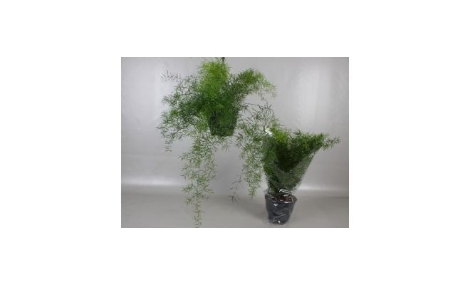 Asparagus Densiflorus Sprengeri (Hangplant), pot 19 cm
