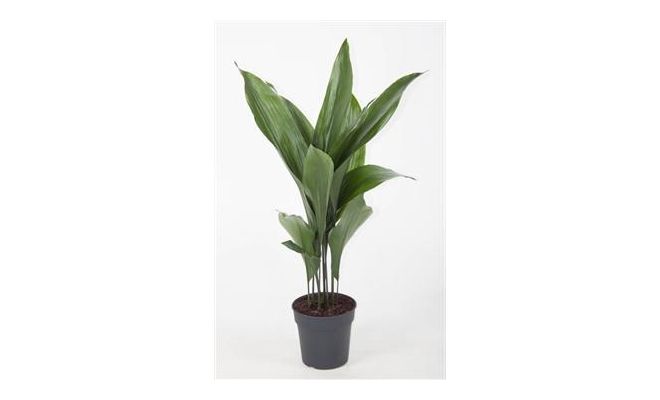 Aspidistra Elatior (Kwartjesplant), 12 bladig, pot 19 cm, h 80 cm