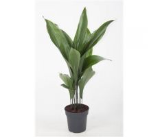 Aspidistra Elatior (Kwartjesplant), 12 bladig, pot 19 cm, h 80 cm
