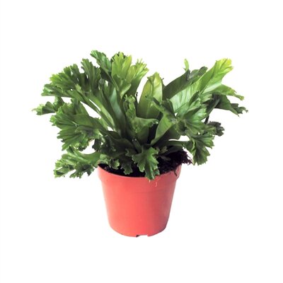 Asplenium antiquum 'Leslie, pot 12 cm, h 35 cm