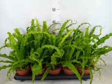 asplenium antiquum 'osaka, pot 12 cm - afbeelding 2