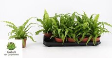 asplenium antiquum 'osaka, pot 12 cm - afbeelding 1