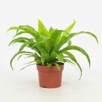 Asplenium antiquum 'Osaka, pot 17 cm, h 40 cm