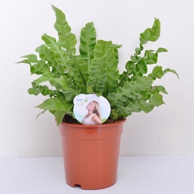 Asplenium nidus Crispy Wave, pot 17 cm, H 40 cm