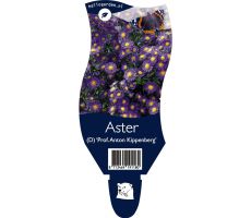 Aster (D) Prof. A. Kippenberg P11