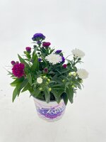 Aster festival color, pot 12 cm, h 20 cm - afbeelding 1