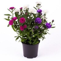 Aster festival color, pot 12 cm, h 20 cm - afbeelding 2