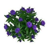 Aster N-B 'Showmakers Blue Bayou, pot 10.5 cm, h 20 cm - afbeelding 2
