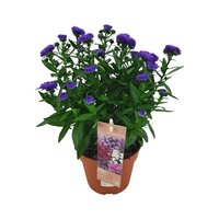 Aster N-B 'Showmakers Blue Bayou, pot 10.5 cm, h 20 cm - afbeelding 3
