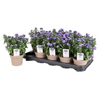 Aster N-B 'Showmakers Blue Bayou, pot 10.5 cm, h 20 cm - afbeelding 3