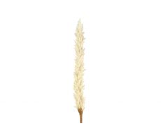 Astilbe L114cm Creme