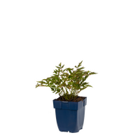 Astilbe (S) Sprite P11 - afbeelding 2