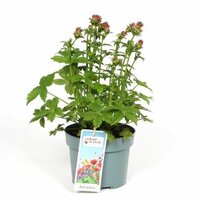 Astrantia maj. Roma P11