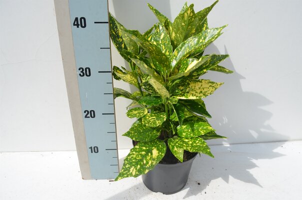 aucuba japonica 'crotonifolia' pot 17, h 30 cm