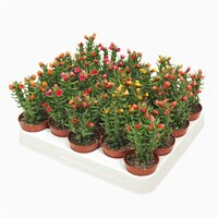 Austrocylindropuntia subulata, pot 12, h 25 cm