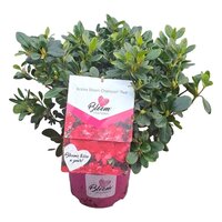 azalea bloomchampion (R) rood, pot 19 cm, h 45 cm