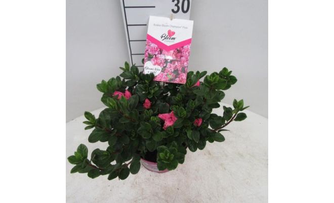 azalea bloomchampion (R) roze, pot 19 cm, h 30 cm
