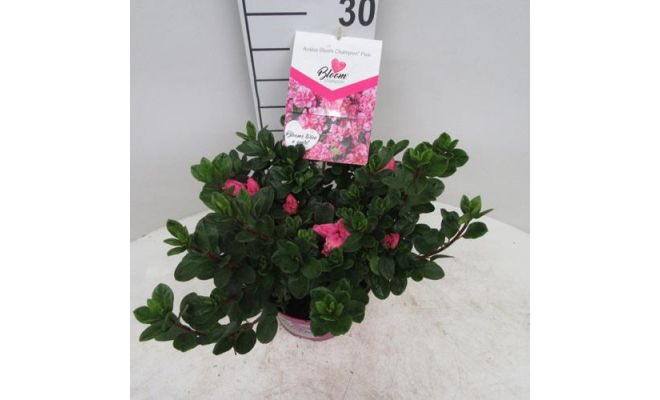 azalea bloomchampion (R) roze, pot 19 cm, h 45 cm