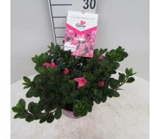 azalea bloomchampion (R) roze, pot 19 cm, h 30 cm