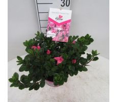 azalea bloomchampion (R) roze, pot 19 cm, h 45 cm