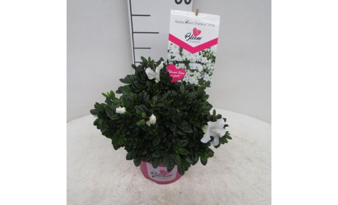 azalea bloomchampion (R) wit, pot 19 cm, h 30 cm