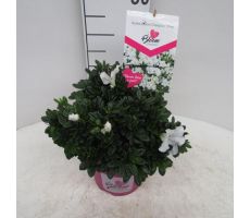azalea bloomchampion (R) wit, pot 19 cm, h 30 cm