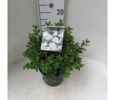 Azalea (J) 'Pleasant White' wit, pot 21 cm, h 30 cm