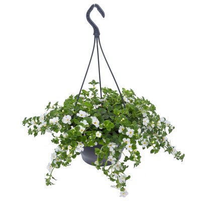 bacopa, p23 hangpot