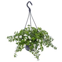 bacopa, p23 hangpot