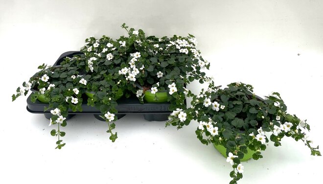 bacopa wit p10