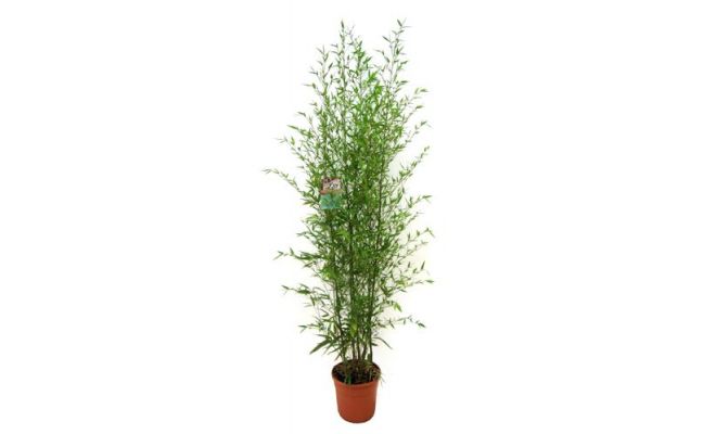 Bambusa Phyllostachys Aurea, pot 28 cm , h 150 cm