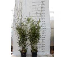 bambusa phyllostachys bissetii, pot 28, h 150 cm