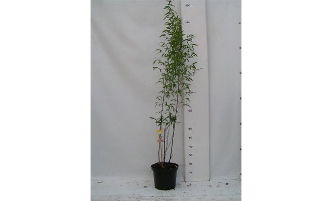 Bambusa Phyllostachys Nigra, pot 28, h 150 cm
