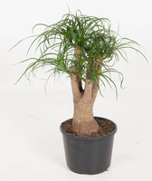Beaucarnea Nolina vertakt (Olifantenpoot), pot 26 cm, h 80 cm