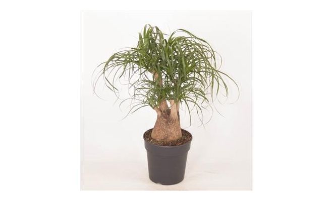 Beaucarnea (Olifantenpoot), vertakt, pot 24 cm, h 70 cm