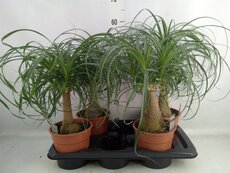 Beaucarnea recurvata (Olifantenpoot), pot 17 cm, h 50 cm