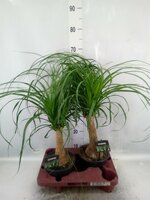 Beaucarnea recurvata, pot 19 cm, h 55 cm