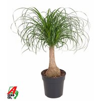 Beaucarnea stam, pot 21 cm, h 90 cm