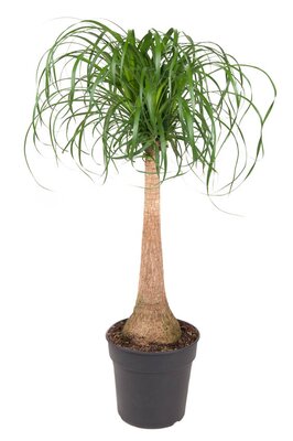 Beaucarnea stam (Olifantenpoot), pot 27 cm, h 120 cm