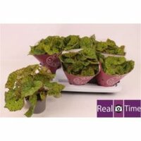 Begonia BD 'Lime Fever, pot 13 cm, h 25 cm - afbeelding 2